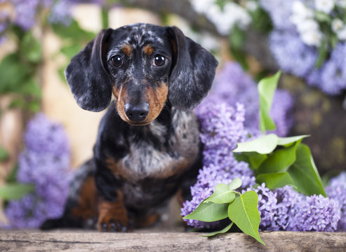 Tvo Dachshund dog and spring flowers