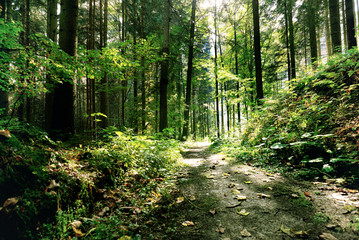 Magic dark forest. Autumn forest scenery with rays of warm light