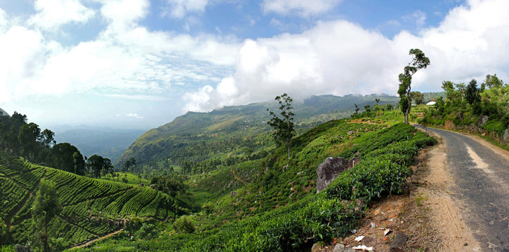 Panorama einer grünen Berglandschaft mit Teeplantagen, Bäumen und Bergstraße im Hochland von Sri Lanka