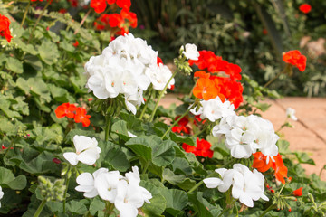 colorful of geranium and green leaf with sun light,