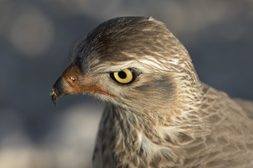 Juvenile Pale Chanting Gos Hawk