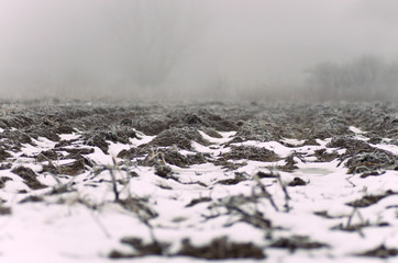 Field with white rime. Cold winter or late autumn day and hoarfrost on plants.