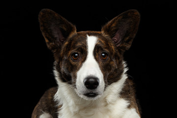 Close-up portrait of Brown with white Welsh Corgi Cardigan Dog, Curious face looking in camera on Isolated Black Background, front view