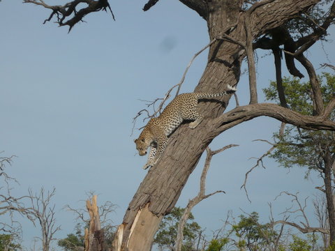 Lepard jumping from tree