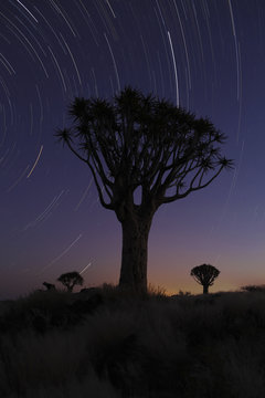 Star trail over quiver tree