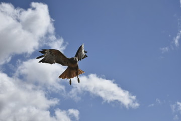 Red-tail hawk in flight with clouds