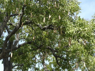 Sausage tree in Africa