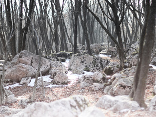 Winter atmosphere in beech forest