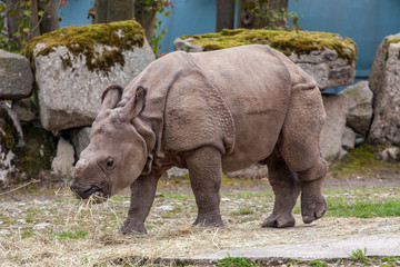 Photo of Rhino baby