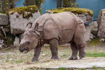 Fototapeta premium Photo of Rhino baby