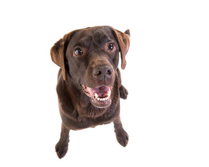 Brown labrador retriever sitting facing the camera seen from above isolated on a white background