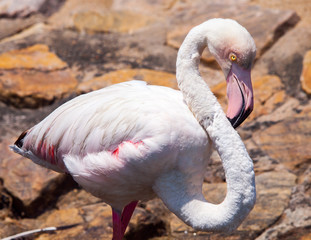 Pink flamingo with typical long neck in Walvis Bay, Namibia, Africa