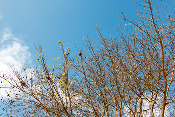 green treetop and sky,branch of tree,brown color of branch