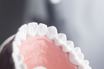 Dental teeth dentistry model