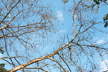 green treetop and sky,branch of tree,brown color of branch