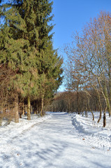 Snowy road among pine trees in the winter forest