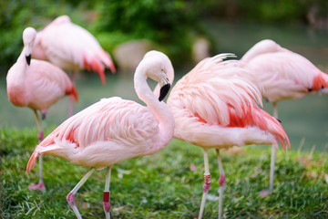 Beautiful pink flamingo birds in a zoo