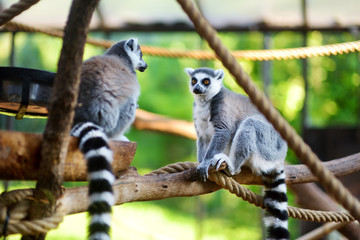 Two cute ring-tailed lemurs sitting on a branch