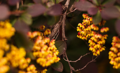 Барбарис Тунберга, цветение
