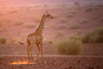 Giraffe in Palmwag Concession