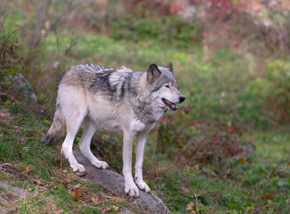 Naklejka na ściany i meble Timber wolf or Grey Wolf (Canis lupus) on rocky cliff in autumn in Canada