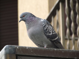 Pigeon