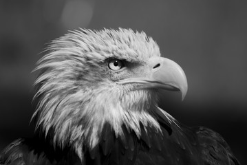 Águila calva