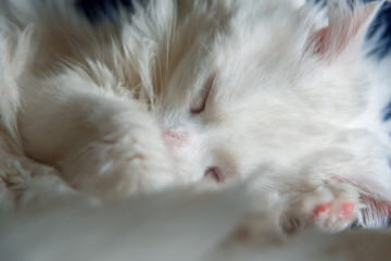 Portrait of sweet sleep white cat