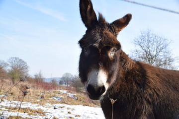 Ein schöner junger  Esel schaut dich fragend an und er lebt im freien  kalten Winter auf einer Weide und geniest die wärmende Sonne.