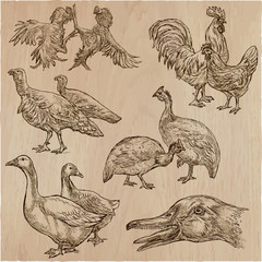 farm animals, birds - an hand drawn vector pack, collection.