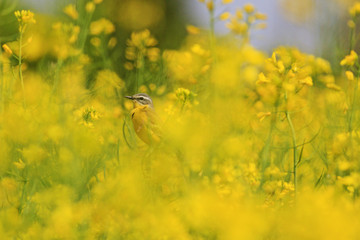 yellow bird of  flowers