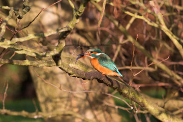 Kingfisher eating