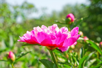 Obraz na płótnie Canvas Hot pink peonies (Paeonia) in the country