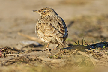 crest lark at sunset is among dry grass