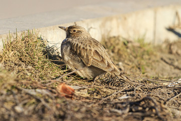crest lark at the roadside