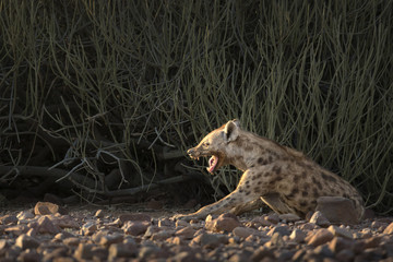Hyena in Palmwag concession