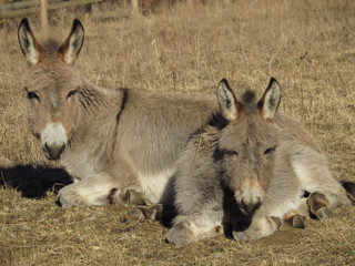 Couple of donkeys lying down