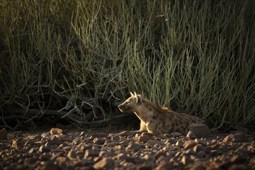 Hyena in Palmwag concession