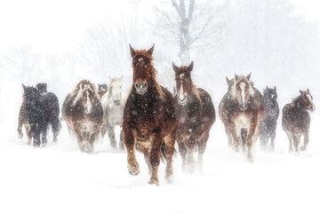 Fototapeta na wymiar 雪原を走る馬の集団