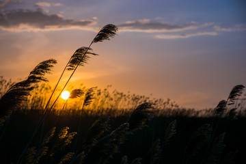Reeds at sunset.