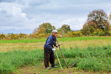 Old man mowing down grass with scythe
