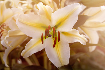 Closeup of lily flower petals and pollination organs