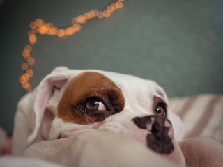 Close up of a Boxer Dog Laying in Owner's Bed