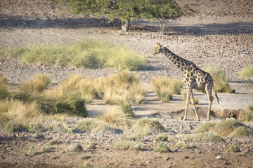 Giraffe in Palmwag Concession
