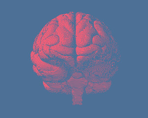 Engraving brain illustration in front view on blue BG