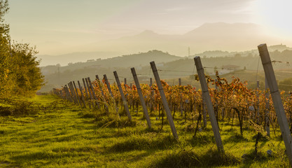 Obraz premium View of vineyards in autumnal colors ready for harvest and production of wine.