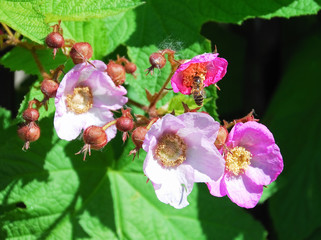 Blooming Virginia raspberry or purple-flowered raspberry or flowering raspberry (Rubus odoratus)