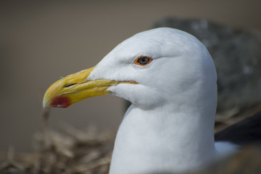 Up close portrait of a Seagull