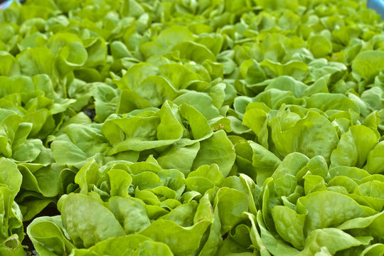 Butterhead Lettuce salad plant, green organic vegetable leaves