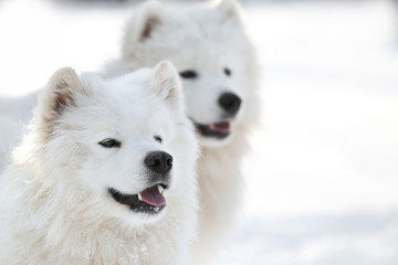 Fototapeta premium Cute samoyed dogs outdoors on winter day